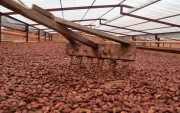Los nuevos grupos de cacao podrían producir granos de alta calidad y excelente sabor (foto referencial).