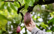 En París, Ecuador lanza concurso para productos derivados de cacao