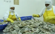 Las autoridades chinas argumentan supuestos hallazgos de mancha blanca y residuos de metabisulfito de sodio en ciertos embarques.