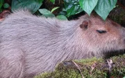 La población ecuatoriana de capibaras habita en la Amazonía ecuatoriana.