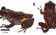Pristimantis etsa, el cutín de etsa, es una nueva especie de rana descrita por científicos. Solo se conoce de la Condillera del Cóndor, en Zamora Chinchipe.