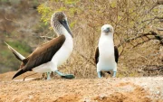 El equilibrio de los ecosistemas en las islas depende del suministro natural de agua. Un ejemplo es la garúa.