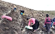 Agricultoras trabajan la tierra en una parcela de papa cañari, la variedad con la que el INIAP busca cubrir hasta el 25% del área sembrada en la región en los próximos cinco años.