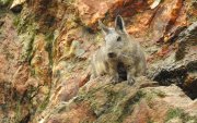 La conservación de la vizcacha ecuatoriana impulsa un modelo de trabajo colaborativo que busca proteger su hábitat y fortalecer la prevención de incendios forestales en la provincia de Loja.