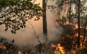 Una zona de bosque quemado mientras los bomberos trabajan para extinguir un incendio en el bosque de Fontainebleau en Noisy-sur-Ecole, Francia, 13 de julio de 2026.