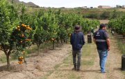Técnicos de Agrocalidad certificaron el cumplimiento de los protocolos fitosanitarios que permitieron el envío de mandarina Tango hacia Estados Unidos.