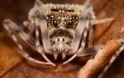 Taczanowskia waska, araña endémica de Ecuador.