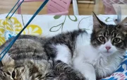 La Gran Donatón reunirá a fundaciones y ciudadanos en el Parque Bicentenario para apoyar a perros y gatos rescatados de Quito.