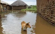 Fotografía referencial de un perro durante una inundación en 2023 ligada al fenómeno El Niño.