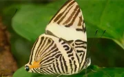 Colobura cryptica, nueva especie de mariposa descrita a partir de un ejemplar recolectado en Napo.