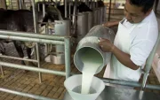 La cantidad de productores de leche se ha reducido un 30 %, en el último año.