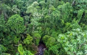 Entre especies nuevas para la ciencia y viejos árboles que han vivido más de 200 años, uno se siente pequeño ante la inmensidad del Chocó Andino.