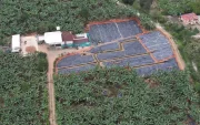 Afectación. Vista aérea de la finca La Carolina, donde a finales de 2025 se confirmó el primer caso.