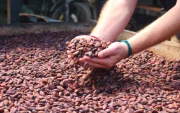 La minería gana protagonismo en Ecuador mientras el cacao pierde peso en las exportaciones.