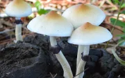 Después de su prohibición en la década de los 70 del siglo pasado, la ciencia ha vuelto a abrazar el estudio de hongos Psilocybe en el campo de la medicina.