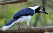 La urraca coliblanca es una de las especies que es posible ver en Guayaquil y alrededores.