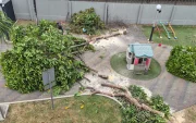 Tala de árboles en la ciudadela Entre Ríos