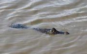 Referencial. Un reptil ha sido captado en las cercanías ha Samborondón
