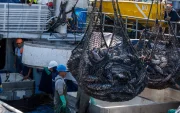 El atún y otros productos pesqueros se beneficiarían del TLC con Canadá.