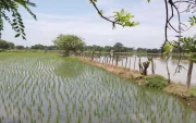 Ecuador exportará de 30.000 toneladas métricas de arroz hacia Colombia.