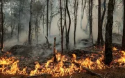 Fotografia referencial de los  incendios forestales  Las altas temperaturas y los vientos dificultan las labores de control de los incendios forestales.