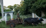 Un campesino viaja en una carreta tirada por bueyes por una calle de Bauta, provincia de Artemisa, Cuba, el 27 de junio de 2026.