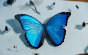 El análisis del ADN permitió identificar más de 8.000 potenciales especies nuevas de insectos en los bosques de la reserva Mashpi-Tayra, en el Chocó Andino de Ecuador.