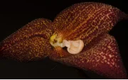 Dracula aguilarii, nueva especie de orquídea ecuatoriana.