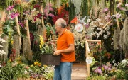 Más de 25.000 ejemplares de orquídeas se expondrán durante la primera feria botánica de Ecuador.