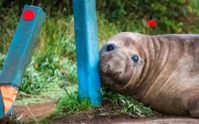 Neil, la foca elefante, recorre las calles de Tasmania y se ha convertido en un fenómeno viral en redes sociales.