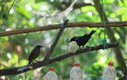 PomasQuinde es el primer sitio de avistamiento de aves de Quito y alberga 29 especies de aves silvestres.