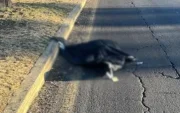 Un cuerpo embalado y colgado de un puente en la avenida Simón Bolívar.