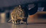 Autoridades sanitarias refuerzan controles en hospitales de Chile tras el aumento de muertes por hantavirus
