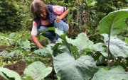Productores locales trabajan en huertos agroecológicos de Galápagos, que abastecen parte del consumo interno.