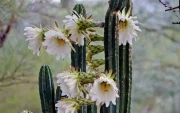 Echinopsis pachanoi es el nombre científico del cactus San Pedro, que está ganando espacio en la medicina moderna como objeto de estudio.