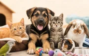 Ciudadanos podrán donar alimentos e insumos para apoyar a 20 fundaciones de rescate animal durante la Donatón 2026 en Quito.
