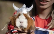 Un cuy caracterizado como Erling Haaland lució la camiseta de Noruega y un casco vikingo durante el Festival del Cuy, celebrado en Urbina, Carchi.