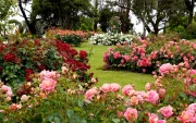 Laura Esther Gómez Serrano cuida desde hace años el jardín de una peatonal municipal en Urdesa Central.