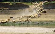 Un rebaño de ovejas y cabras acude a beber agua del río Danubio en medio de niveles históricos bajos de agua, en el pueblo de Rasova.