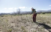 La sequía afecta cultivos de maíz, hortalizas y pastizales, reduciendo la producción y comprometiendo el sustento de familias de los valles.