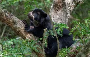 Referencial. Los oseznos de oso andino permanecen con pronóstico reservado en Wiwa Quito tras ser rescatados en el sector de Papallacta.
