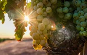 Los incendios en el sureste de Francia ponen en riesgo miles de botellas de la cosecha de vino 2026.