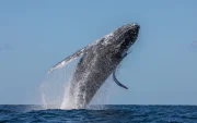 Las ballenas jorobadas llegan a la Costa ecuatoriana entre junio y septiembre para cumplir su ciclo reproductivo.