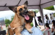 Los parques de la urbanización ofrecen áreas verdes seguras para que las mascotas corran y jueguen libremente.