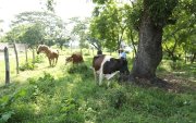 Ganaderos de Salitre buscan establecer reservas de forraje de manera preventiva para complementar la alimentación del hato ante una eventual disminución de la disponibilidad de pasturas asociada a las condiciones de El Niño.