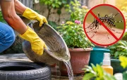 Eliminar el agua acumulada ayuda a prevenir la reproducción del mosquito que transmite el dengue.