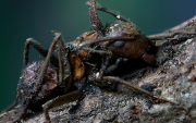 Descubren seis nuevos tipos de hongos zombis en México.