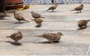 Un grupo de palomitas tierreras. Muestran agresividad entre ellas al competir por alimento.