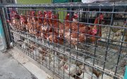 Uno de los locales que venden pollos al por mayor en la vía a Pascuales.