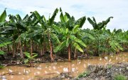 FUSARIUM EN EL ORO 
FECHA:16/07/2026
AG-PERIODISTA AG- AG-EXPRESO
El agua es uno de los principales medios de propagación del Fusarium Raza 4 Tropical